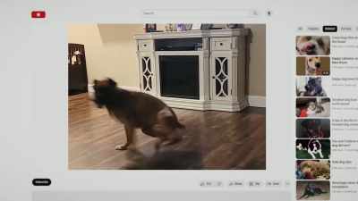 Dogs with ADHD can be more impulsive, - Inside the Mind of a Dog