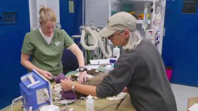 Doing everything we can
to save this little guy. - Secrets of the Zoo