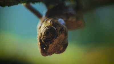 Doing something
heavy adults can't. - The Secret Lives of Animals