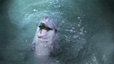 (dolphin squeaking)
- They're very loving, - The UnBelievable with Dan Aykroyd