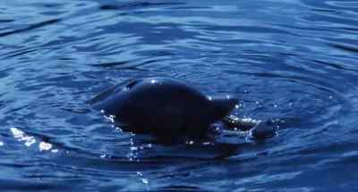 (dolphin squeaks) - Cruel Jaws