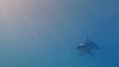 [DOLPHIN WHISTLING] - The Curious Case of Dolphin Bay