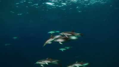 Dolphins off New Zealand - The Year Earth Changed