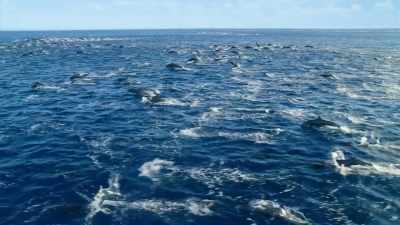 Dolphins... - Our Planet