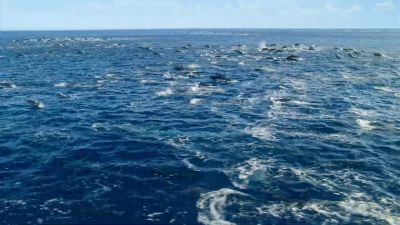 Dolphins... - Our Planet