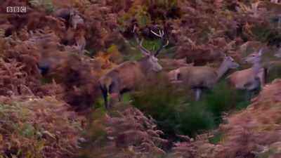 Dominant stags will steal another
male's hinds, given half a chance. - Wales: Land of the Wild
