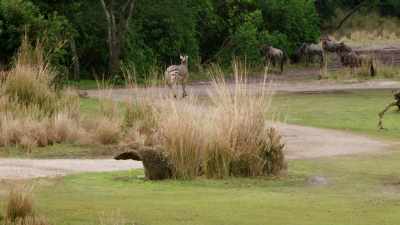(DOMINO CHIRPING) - Magic of Disney's Animal Kingdom