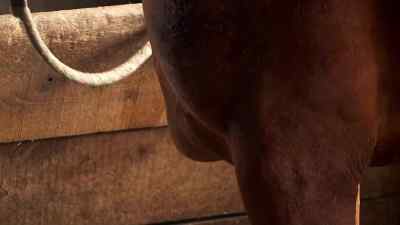 Done. - The Incredible Dr. Pol