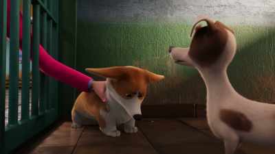 Don't choose him. He does not know the difference between "apport" and "sitting". - The Queen's Corgi
