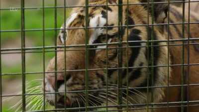 Don't ever think
they can't hurt you, - Britain's Tiger Kings - On the Trail with Ross Kemp
