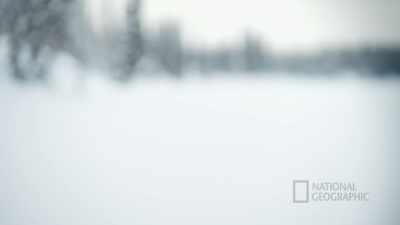 Don't forget this tree,
you guys, someday you guys - Life Below Zero: First Alaskans