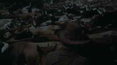 Don't get- Don't get
too close to 'em! - The Culpepper Cattle Co