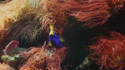 Don't let your kids see.
There's more than one Dory. - Ambient Swim