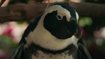 Don't let the cute faces fool you. - Penguin Town