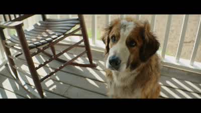 Don't look at me like that. - A Dog's Purpose