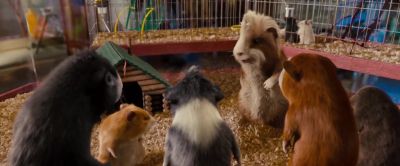 Don't pay any attention to him He's a quarter ferret - G Force