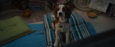 Don't really understand what's happening.
[whining] - A Dog's Journey