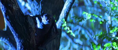 Don't you see They want me - Bats