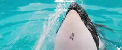 Don't squirt me. Squirt everyone else. - Free Willy