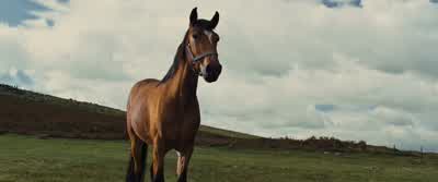 Don’t think he fancies your owls. - War Horse