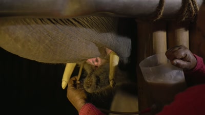Don't try to pull the tube, it will break. - The Elephant Whisperers