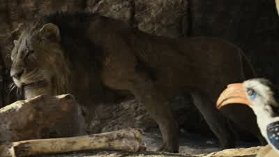 Don't turn your back on me ScarOh no Mufasaperhaps you shouldn't turn your back on meIs that a challenge - The Lion King