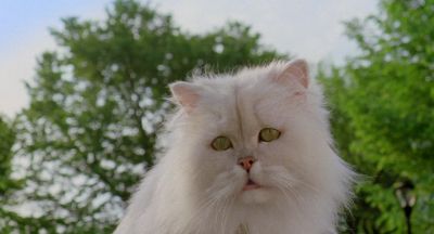 Don't worry George has us covered - Stuart Little 2