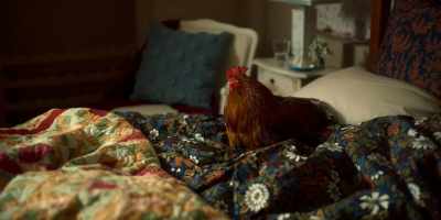 -(DOOR OPENS)
-(CLUCKS) - Christmas on the Farm