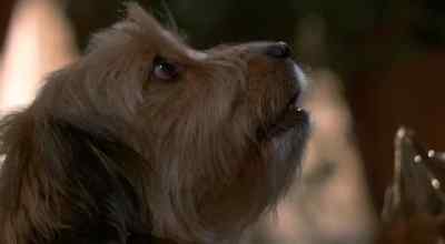 - [Doorman] Miss Howard?
- [Barks] - Oh Heavenly Dog