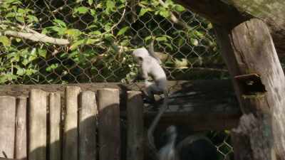 Douglas is just beyond adorable. - Magic of Disney's Animal Kingdom