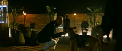 Doux et féroce à la fois. - John Wick: Chapter 3   Parabellum