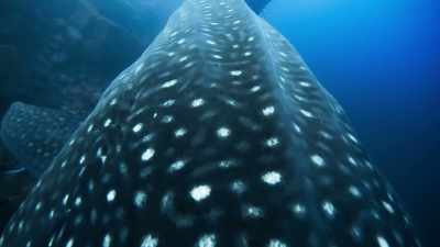 down to around 600 metres. - Blue Planet II
