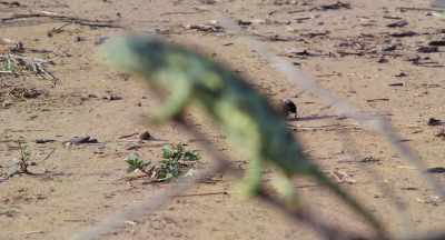 Down at toenail height,
dung beetle is still on a mission. - The Elephant Queen