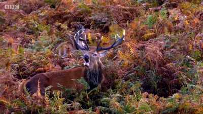 Down below in the bracken,
another male has his own harem. - Wales: Land of the Wild