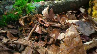 Down below, something strange is hatching. - Tiny World