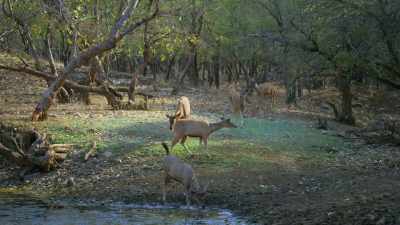 Down by the water, she finds one. - Attenborough's Life in Colour