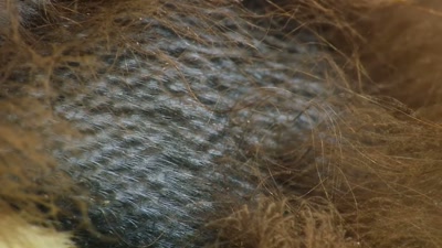 'Down feathers may keep her warm,
but they won't keep her dry. - A Year on Planet Earth