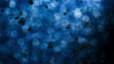 Down here, it snows. - Blue Planet II