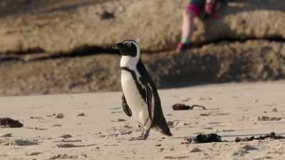 Down on the beach, - Penguin Town