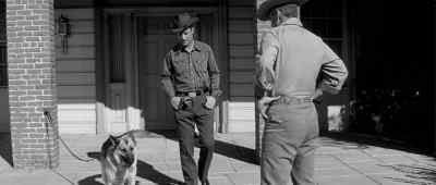 Down Rocco, down boy. Down Rocco. Attaboy. - Man in the Shadow
