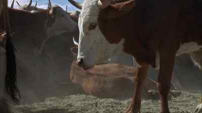 Down steer! - Will Penny
