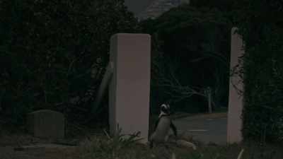 Down the hill, - Penguin Town