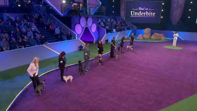 Down the line,
we have a Chihuahua Pug, - 2022 American Rescue Dog Show