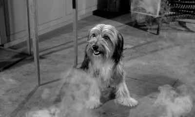 DP, P, plus, minus and G. - Son of Flubber