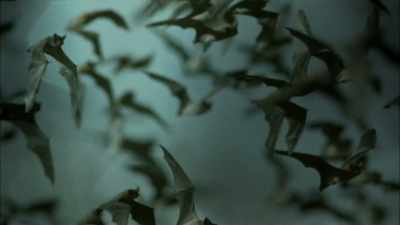Dr. Adams knows that
bats can carry more - The UnBelievable with Dan Aykroyd