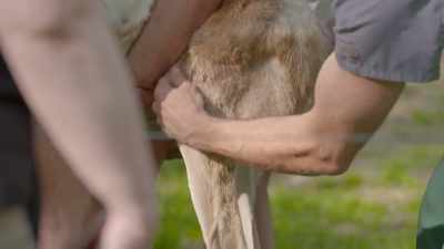 Dr. Andrew: Yeah, I don't feel
any difference really - Secrets of the Zoo