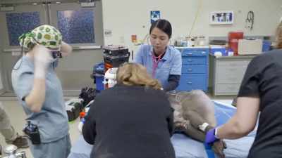 Dr. Berning is here, and she's a
veterinary dentist in the area, - Secrets of the Zoo