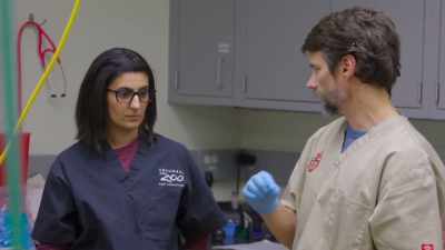 Dr. Bill: If we do the catheter
and we don't get any sperm, - Secrets of the Zoo