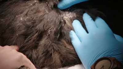 DR. DAN:
I don't see any evidence of parasites - Magic of Disney's Animal Kingdom