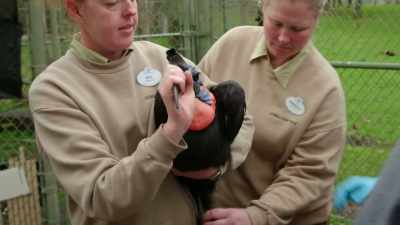DR. DAN: If we ever have the opportunity
where we can avoid doing - Magic of Disney's Animal Kingdom